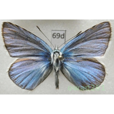 Polyommatus dorylas ssp. dorylas (Denis & Schiffermüller, 1775) male Macedonia69d